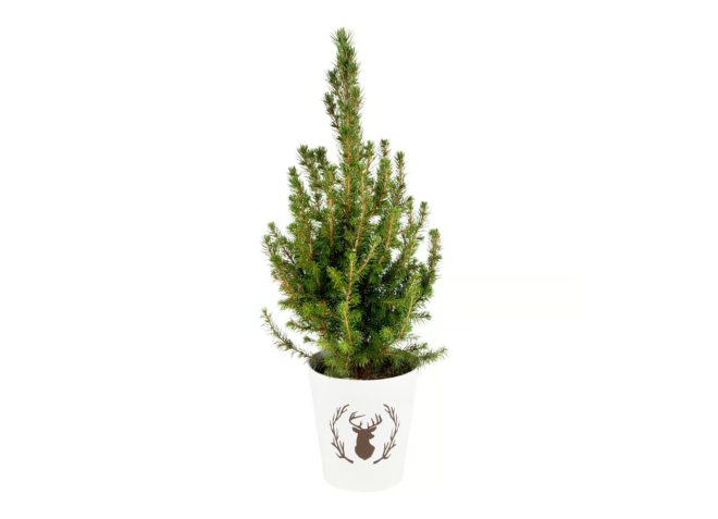 Picea Conica